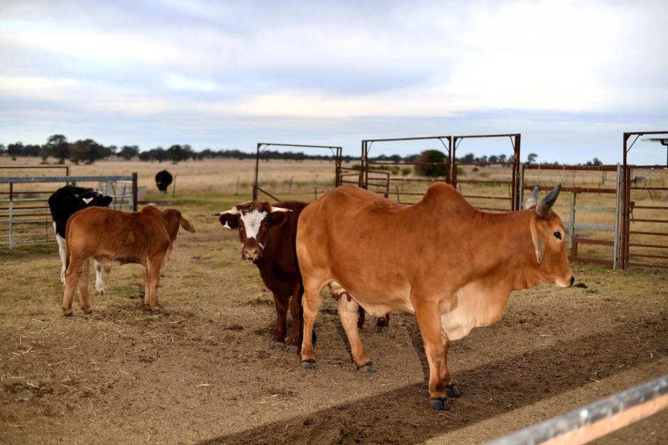 Cattle at a farm in Australia. Concerns have been raised about the use of pesticides and antibiotics (AFP via Getty Images)