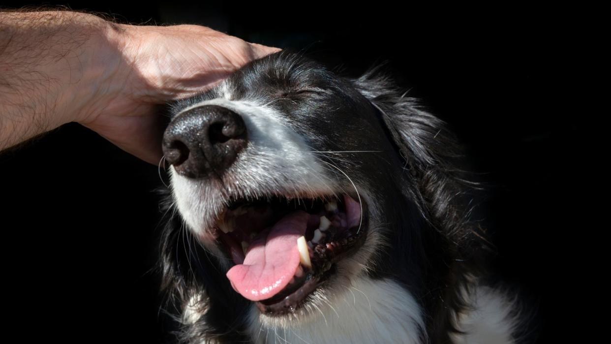 Black and white dog being stroked