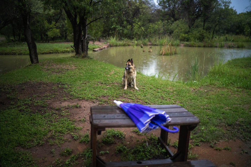 Kaya the house dog sits by the pond at the Tamboti Bush Lodge in the Dinokeng game reserve near Hammanskraal, South Africa Saturday Dec. 4, 2021. Recent travel bans imposed on South Africa and neighboring countries as a result of the discovery of the omicron variant in southern Africa have hammered the country’s safari business, already hard hit by the pandemic. (AP Photo/Jerome Delay)