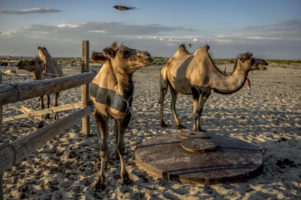 Camels gather next to a well in the desert that used to be the bed of the Aral Sea next to the village of Tastubek near Aralsk city, Kazakhstan, Monday, July 2, 2023. (AP Photo/Ebrahim Noroozi)