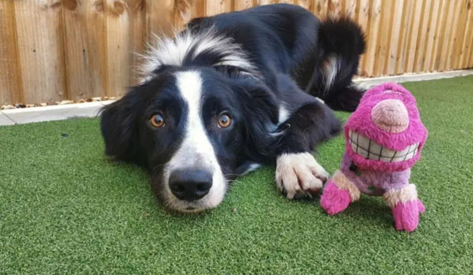 Eastern Daily Press: Josh is a clever two-year-old Collie looking for his new home