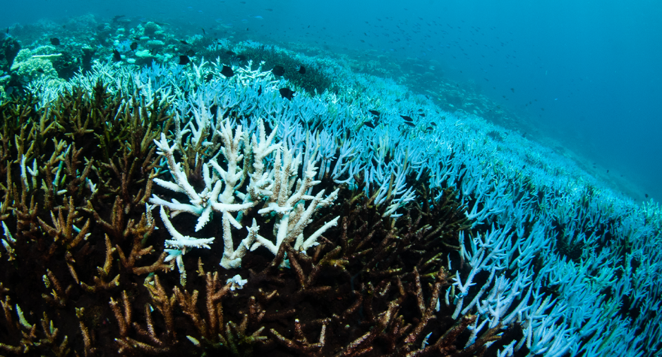 Underwater bleached coral at the Great Barrier Reef