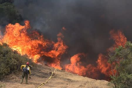 A United States Forest Service firefighter keeps a close eye on flames during a back fire operation on the Whittier fire near Bee Rock off Hwy 154 near Santa Barbara, California, U.S. July 16, 2017. Mike Eliason/Santa Barbara County Fire/Handout via REUTERS