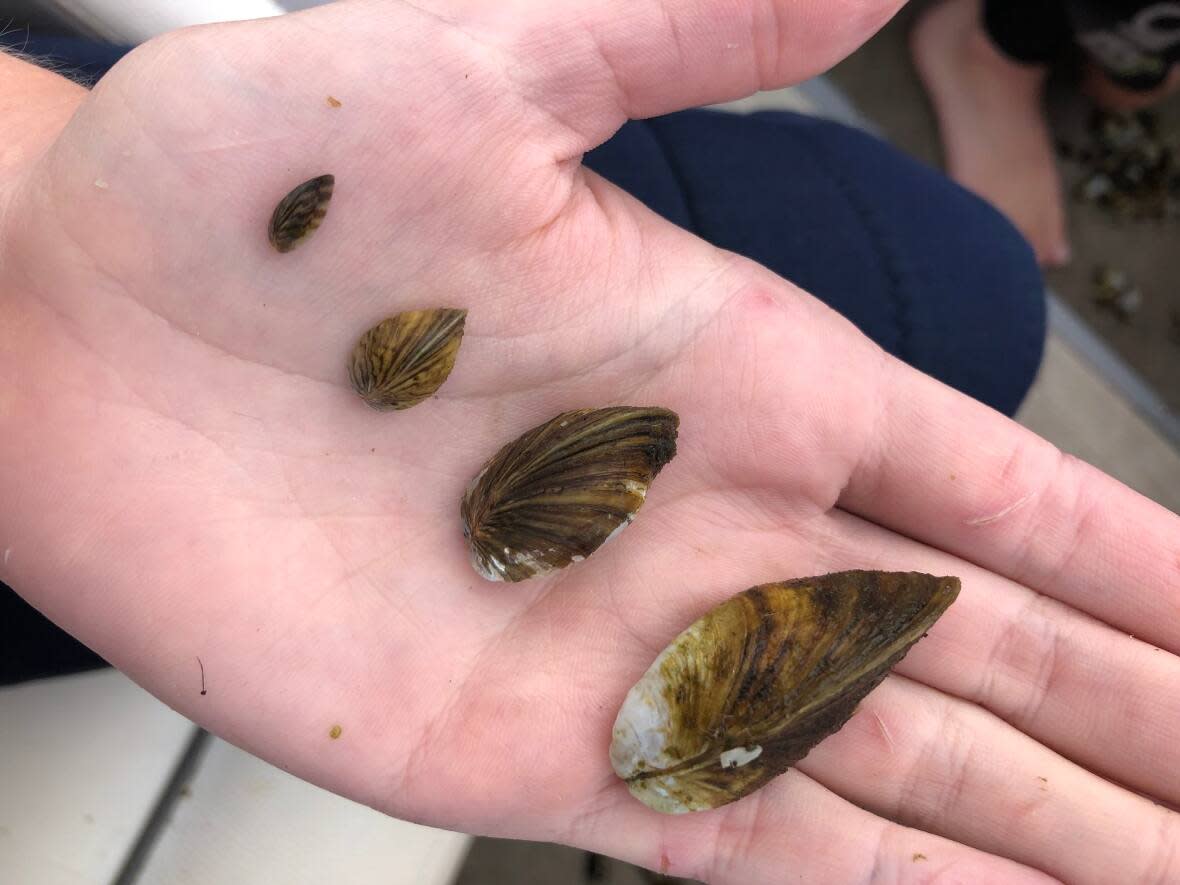 Zebra mussels, an invasive species, were first discovered in Lake Massawippi last fall. (Submitted by Ariane Orjikh - image credit)