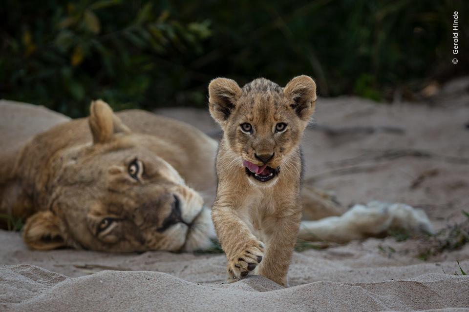 A lion cub approached the camera while licking the air, its mother lying in the background.