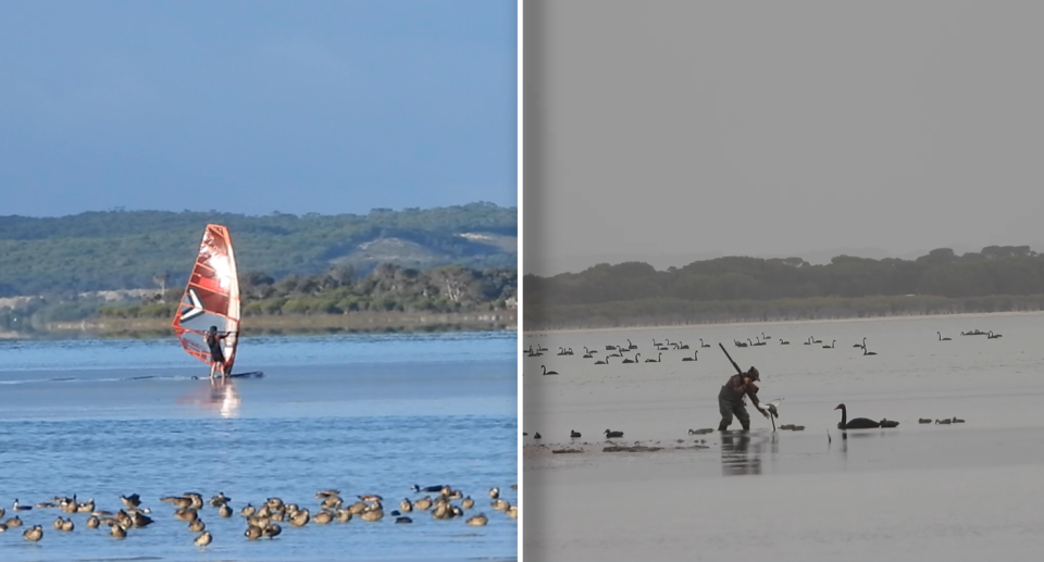 Left - a sailboarder on the blue coloured lake, with waterbirds in the foreground. Right - a shotgun carrying hunter reaches down to pick up a dying duck 