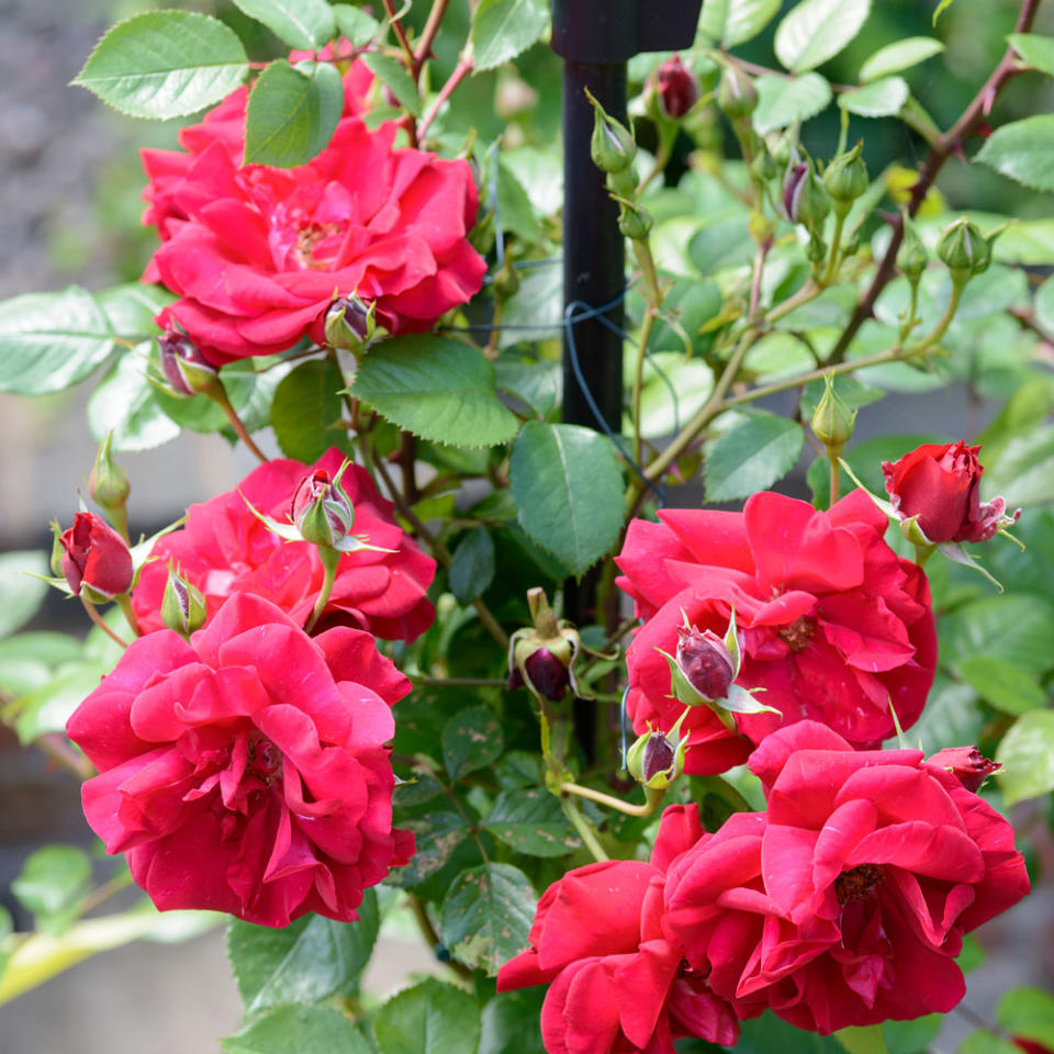 Add colour and fragrance with rambling roses