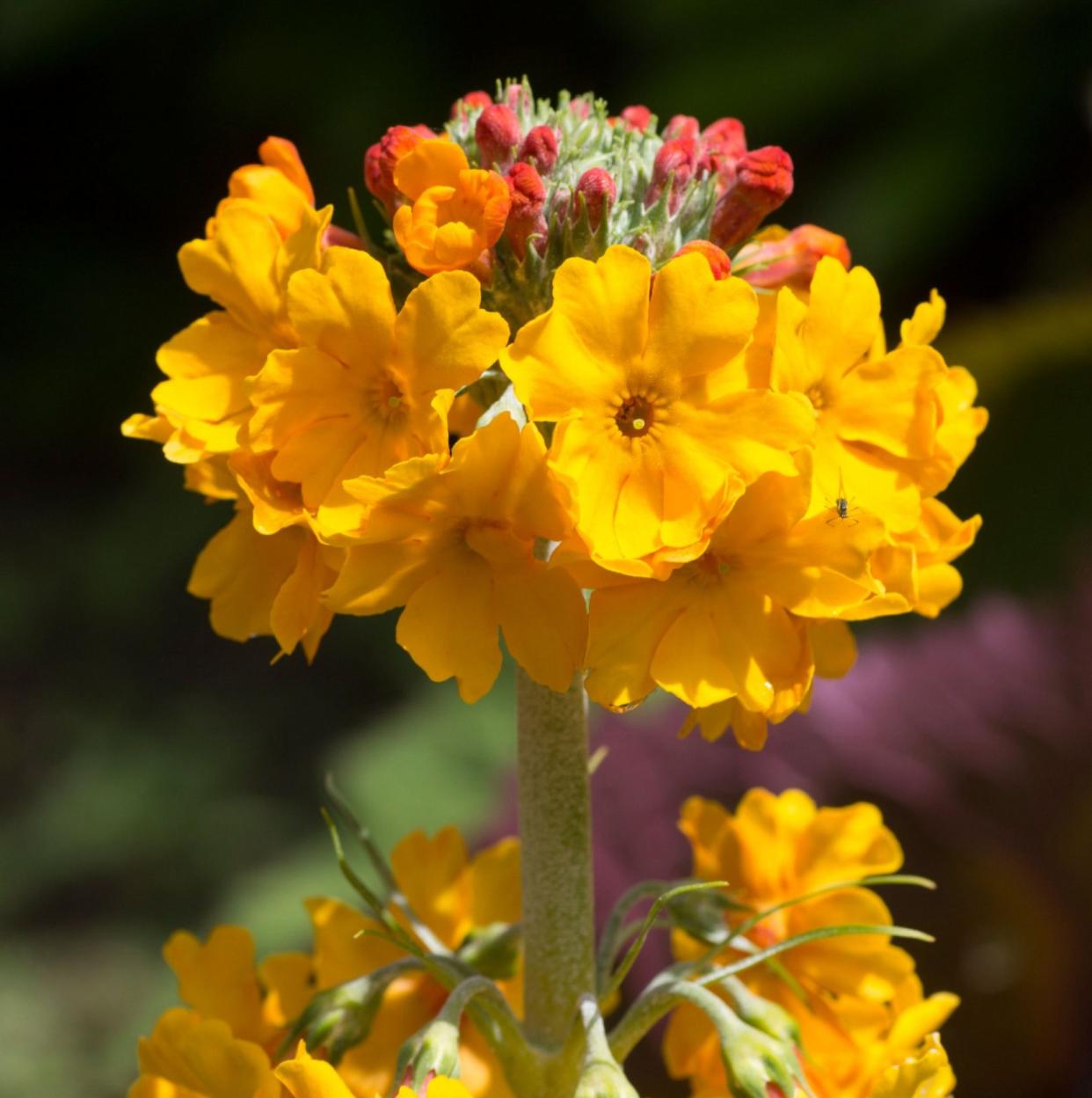 Candelabra primula, Primula bulleyana, in a Cornish garden