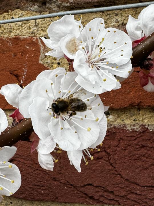 Close up of the Apricot blossom in the kitchen garden at Ham House, Richmond, with a bee feeding on it 