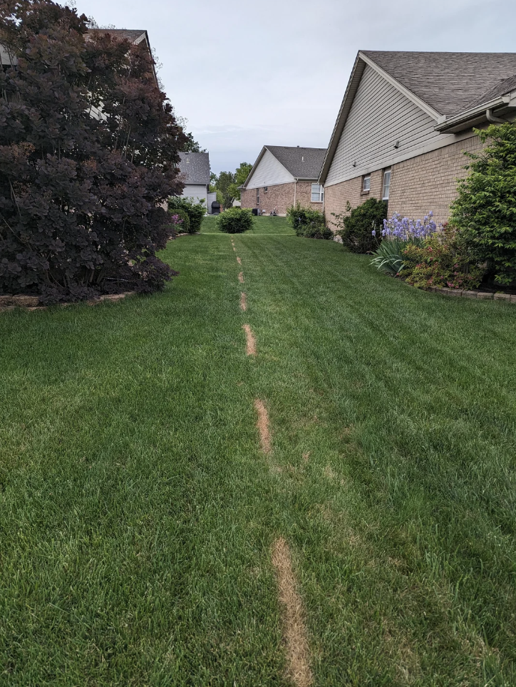 A neatly mowed lawn with a distinct, straight lighter strip running down the middle between houses