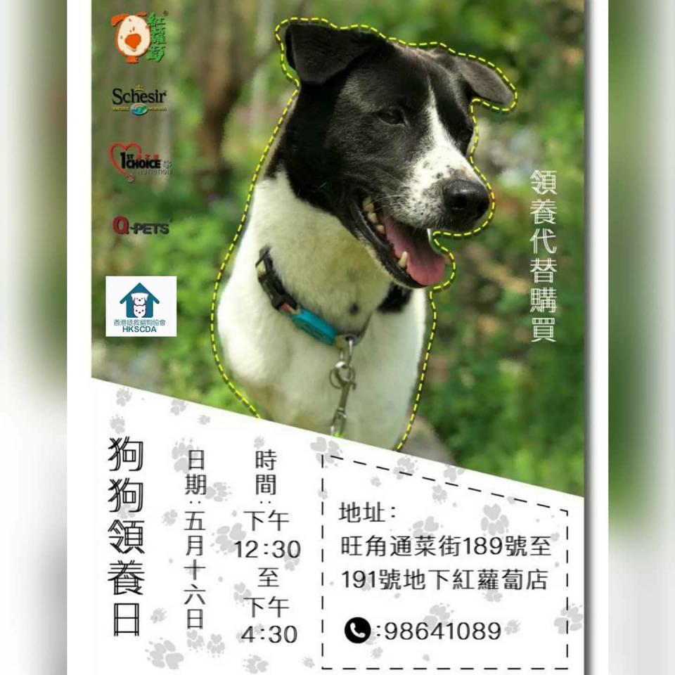 今個星期日（16日）香港拯救貓狗協會於旺角的寵物店紅蘿蔔舉辦狗狗領養日。

