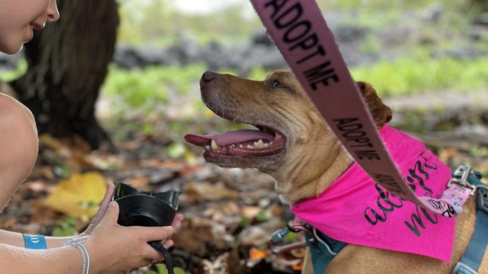 Taking a dog on a field trip in Hawaii means plenty of water breaks in the shade.