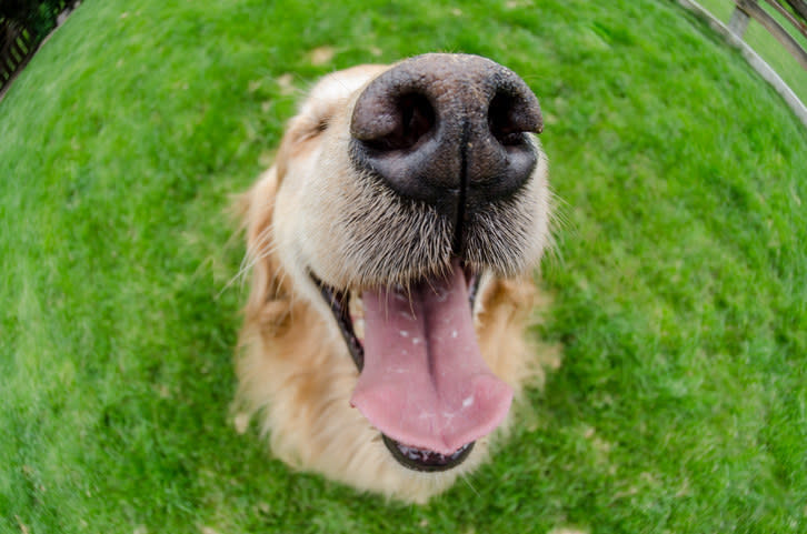 It is widely believed that no two dogs have the same noseprint, and the Canadian Kennel Club has been accepting noseprints as proof of identity since 1938 (for dogs only).