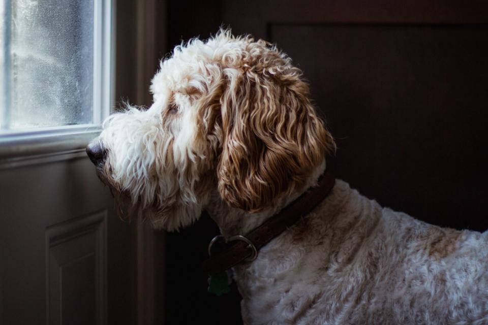 Golden doodle dog looking through a window