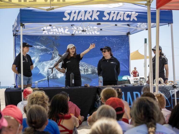 Huntington Beach, CA - July 18: Cal State University Long Beach Shark Lab student assistant Sara Stamos, center, explains shark tracking equipment during a shark education presentation to Huntington Beach Junior Lifeguards at the Huntington Beach Junior Lifeguard Headquarters in Huntington Beach Tuesday, July 18, 2023. Lifeguards are a key part of the education since they interact with the public, and they make decisions about when to order people in in the event of a shark sighting. Shark researchers from Cal State Long Beach Shark Lab have been reassessing the threat posed by sharks to swimmers and surfers at local beaches. Turns out there are a lot more sharks around SoCal than previously realized, and they say they tend to leave people alone. They say that means it's not necessary to call everyone out of the water every time there's a shark sighting. It's a hard message for people to digest. (Allen J. Schaben / Los Angeles Times)