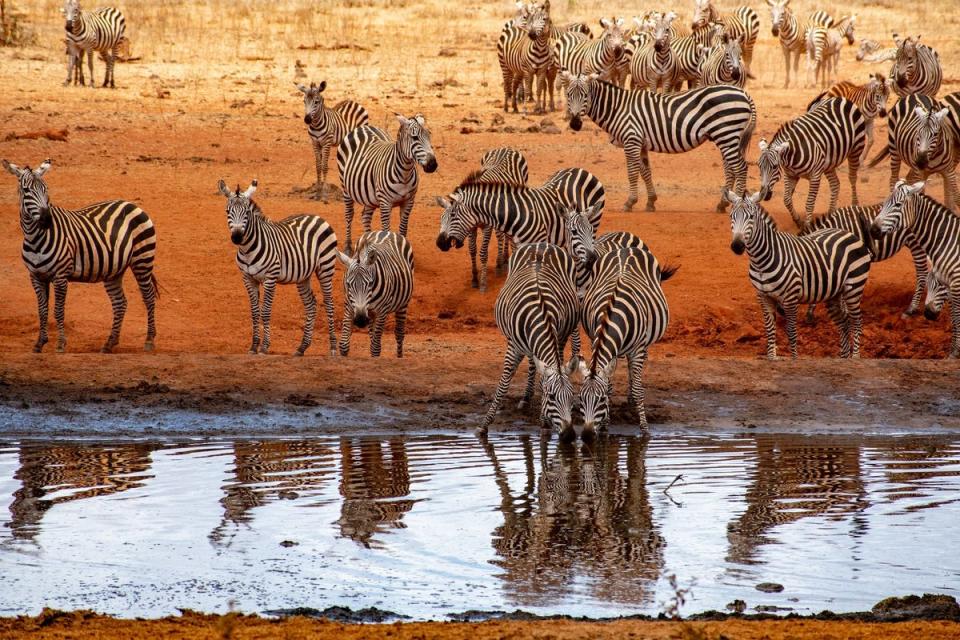 Feel the rush of seeing animals on safari in Kenya, even if you're travelling on your own (Friendship Travel)