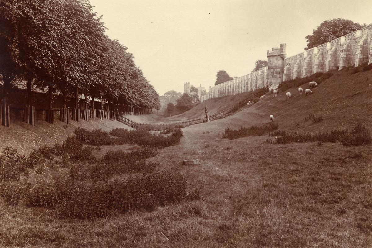 Sheep grazing on the moat separating the city walls from Lord Mayor's Walk, 1900s. Picture: Explore York Libraries and Archives