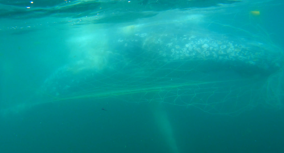 Rescuers freed the whale two hours after they were notified. Source: Sea World