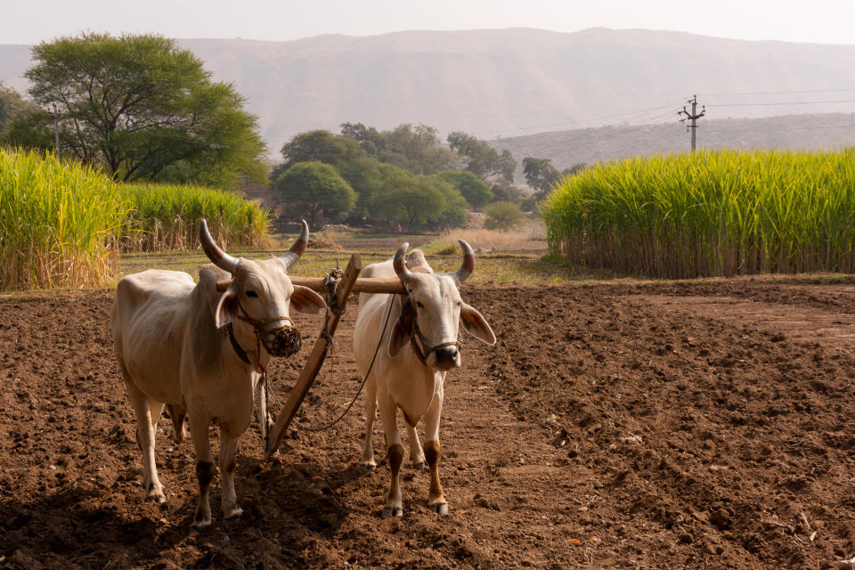 8. Indien (2 Millionen Tonnen)