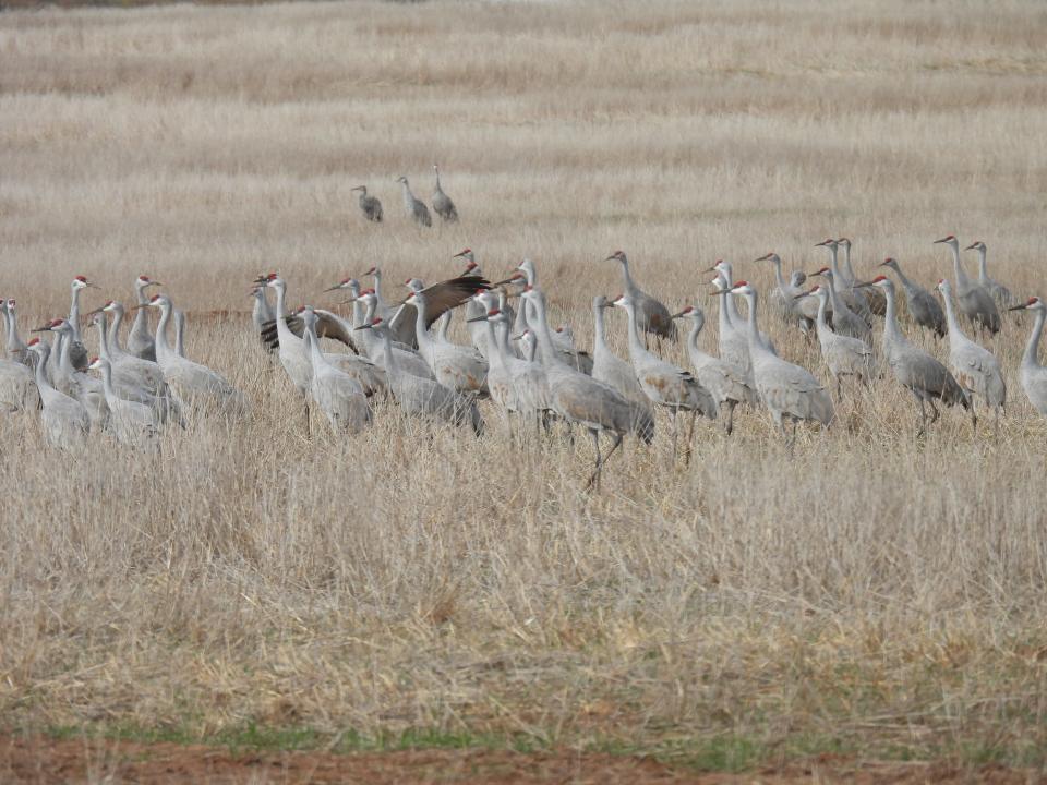 Sandhill cranes seen in the North Texas area.