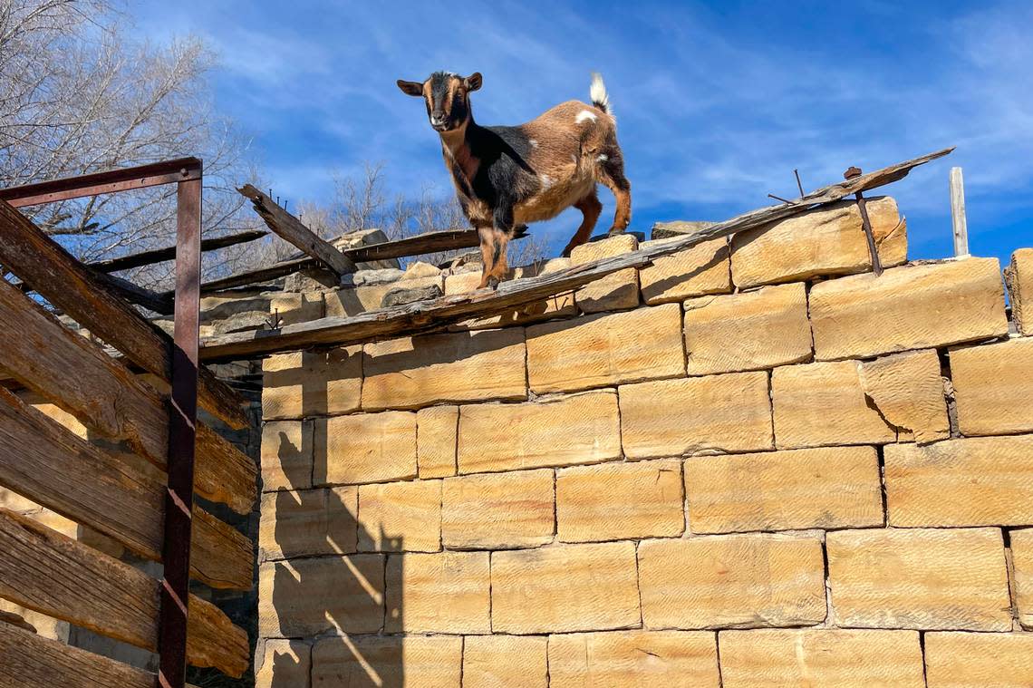 A Nigerian dwarf goat owned by former Wilson Mayor David Criswell climbs up on a limestone wall on a collapsed barn south of Wilson.