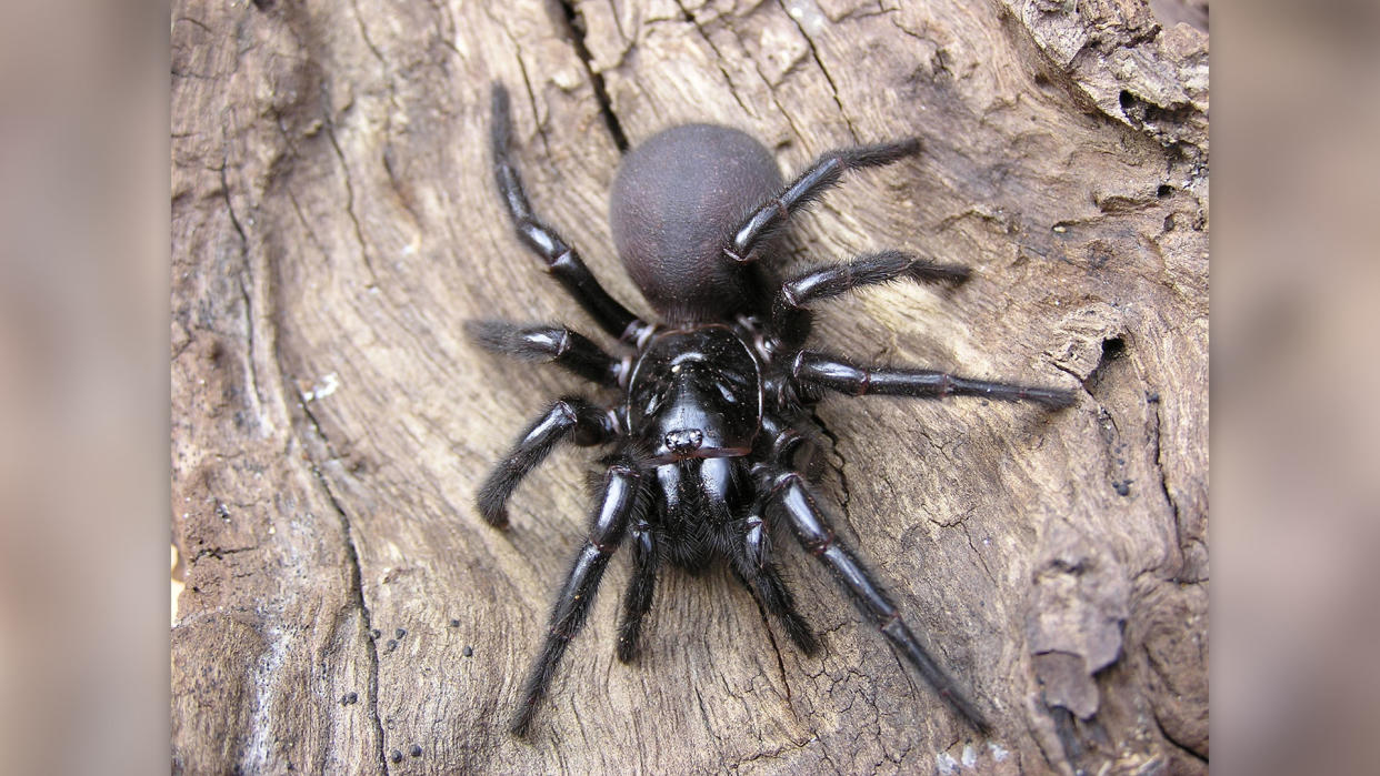  We see a large black spider on a piece of wood. 