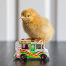 <p>A chick sits on a Hot Wheels food truck. (Photos: Alexandra C. Daley-Clark/sillychickens.com) </p>