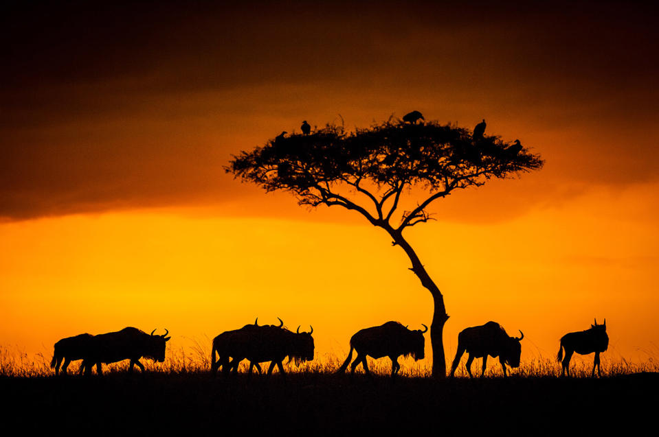 Herding home: Wildebeest photographed in mass migration