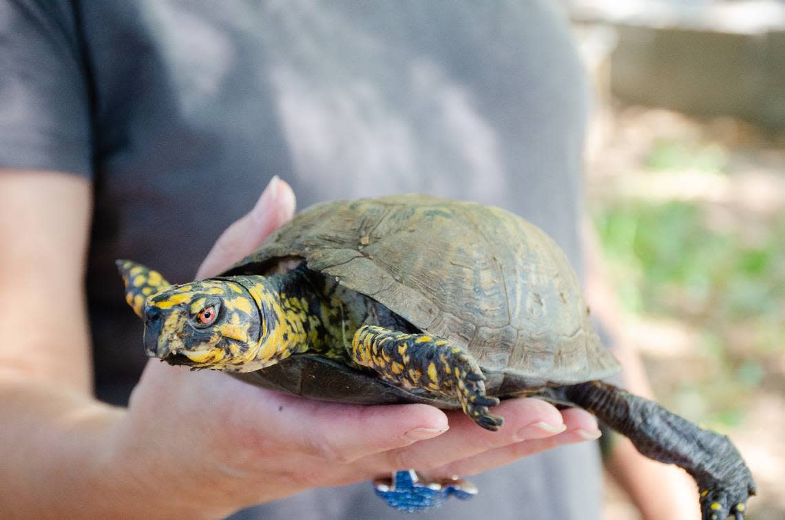 More than 200 tortoises call Kennewick-based nonprofit Northwest Tortoise sanctuary and rescue home.