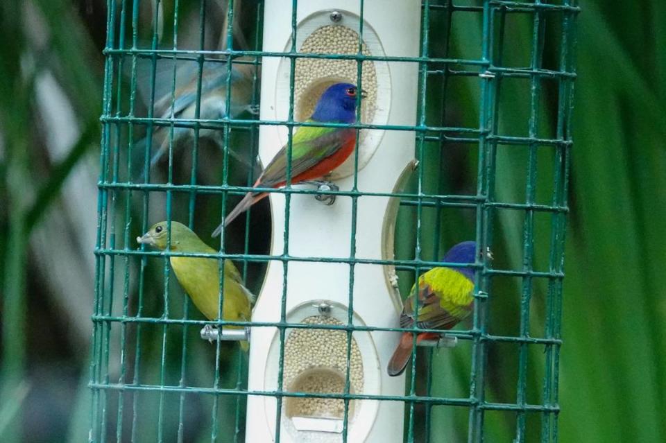 A trio of painted buntings was snapped visiting a feeder in the Bradenton area during the National Audubon Society’s 124th Christmas Bird Count in December 2023.
