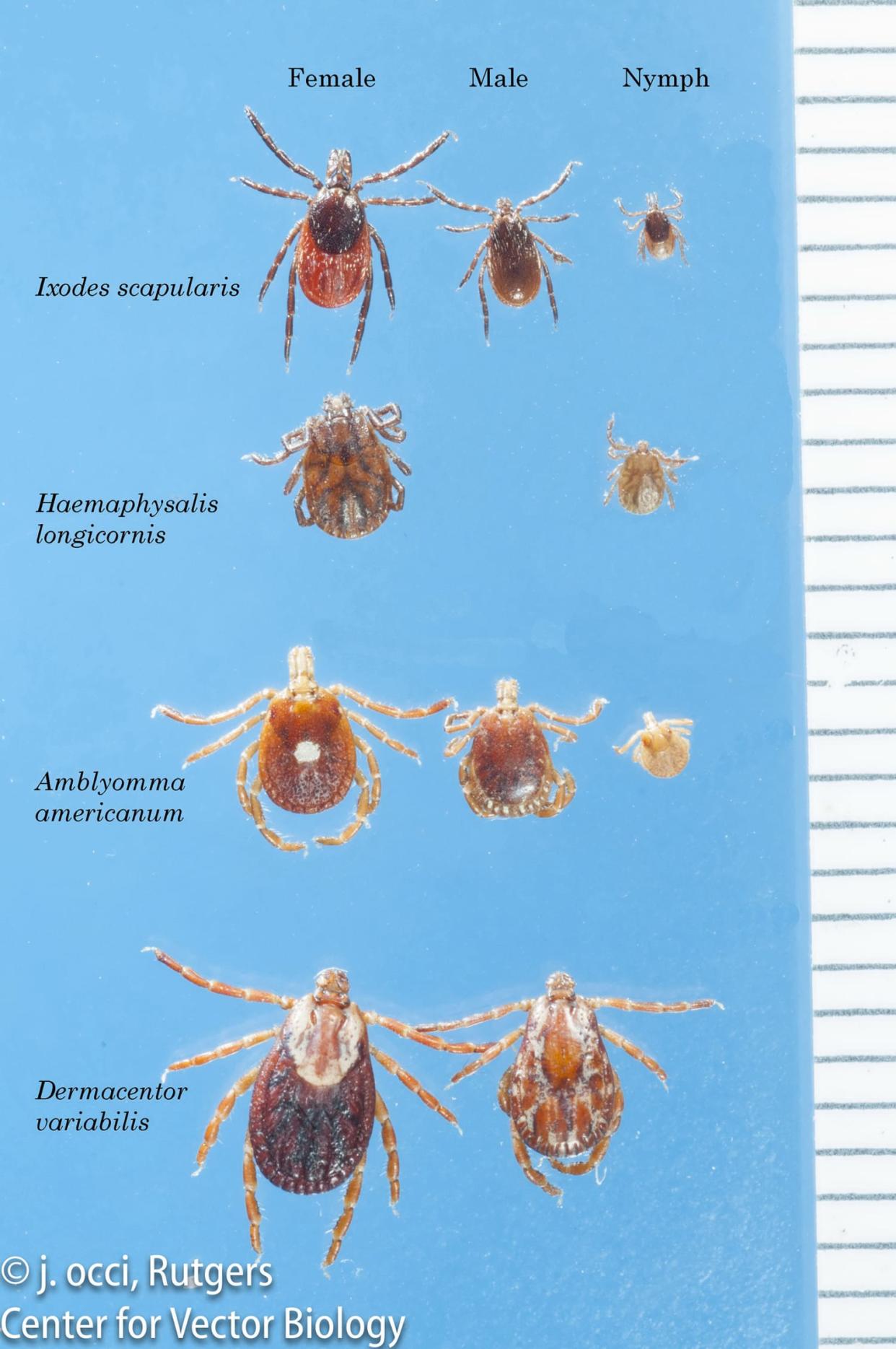 Tick types