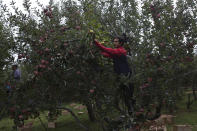 In this Sunday, Oct. 6, 2019 photo, a Kashmiri farmer Imtiyaz Ahmad plucks apples at his orchard in Wuyan, south of Srinagar Indian controlled Kashmir. The apple trade, worth $1.6 billion in exports in 2017, accounts for nearly a fifth of Kashmir’s economy and provides livelihoods for 3.3 million. This year, less than 10% of the harvested apples had left the region by Oct. 6. Losses are mounting as insurgent groups pressure pickers, traders and drivers to shun the industry to protest an Indian government crackdown. (AP Photo/Dar Yasin)