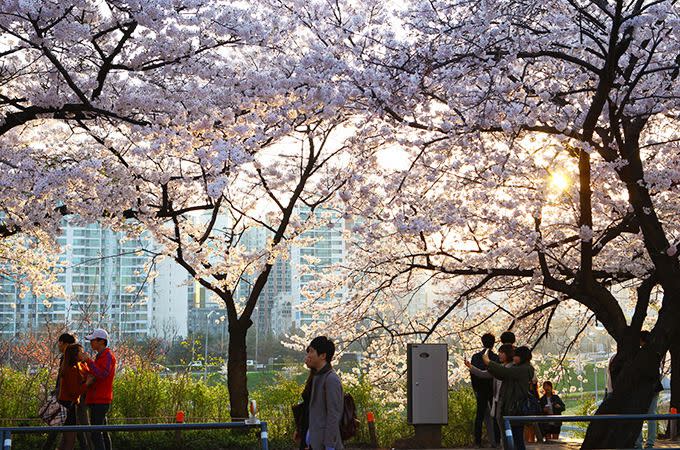 Yeoudi Spring Blossom Festival. Photo: Korea Tourism Association