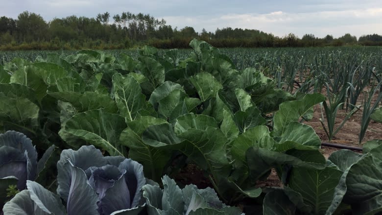 Pay-to-grow produce program a win for Alberta farmers, consumers