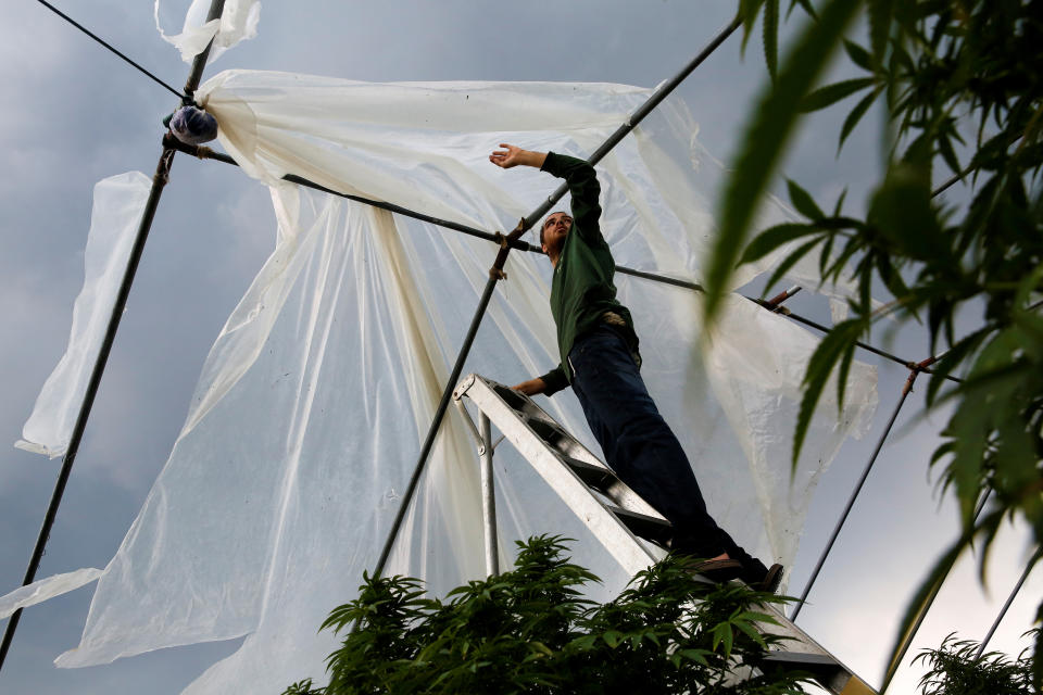 <p>With a plume of volcanic emissions, or laze (a term combining lava and haze), rising above him, Josh Doran, 22, repairs one of his family’s greenhouses on the outskirts of Pahoa during ongoing eruptions of the Kilauea Volcano in Hawaii, June 7, 2018. (Photo: Terray Sylvester/Reuters) </p>