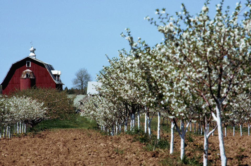 A cherry orchard next to a red barn.