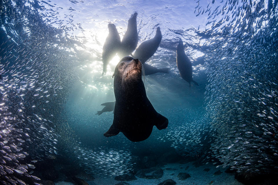 Prince Albert II of Monaco Foundation 2023  Environmental Photography Award