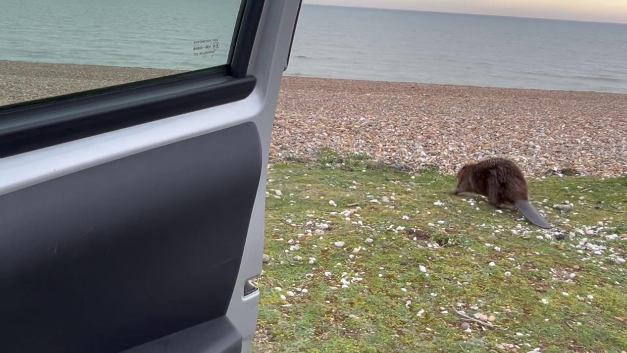 The beaver wasn’t perturbed by two dogs in the car nearby. (SWNS)