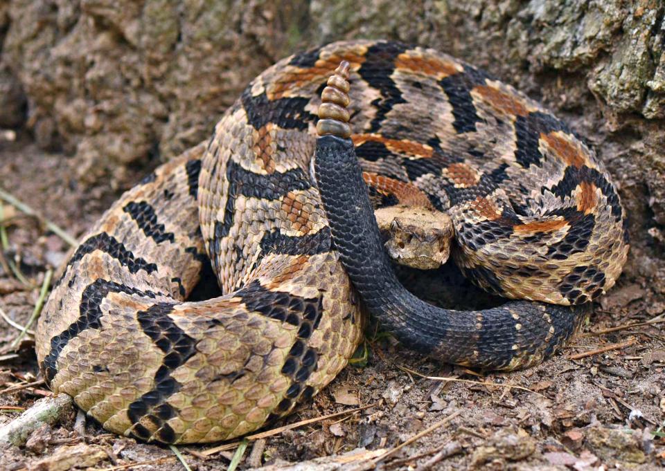 Timber rattlers are listed as a threatened species in Texas, which means it is unlawful to kill, transport, or possess one.
