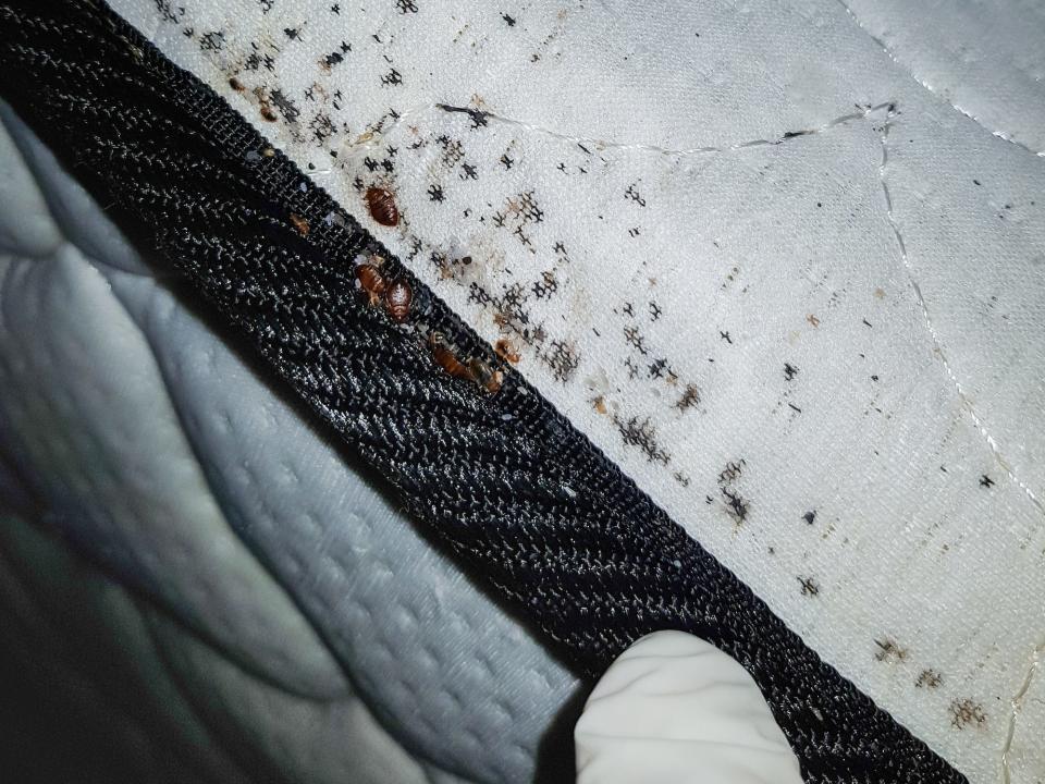 bedbug infestation mattress
