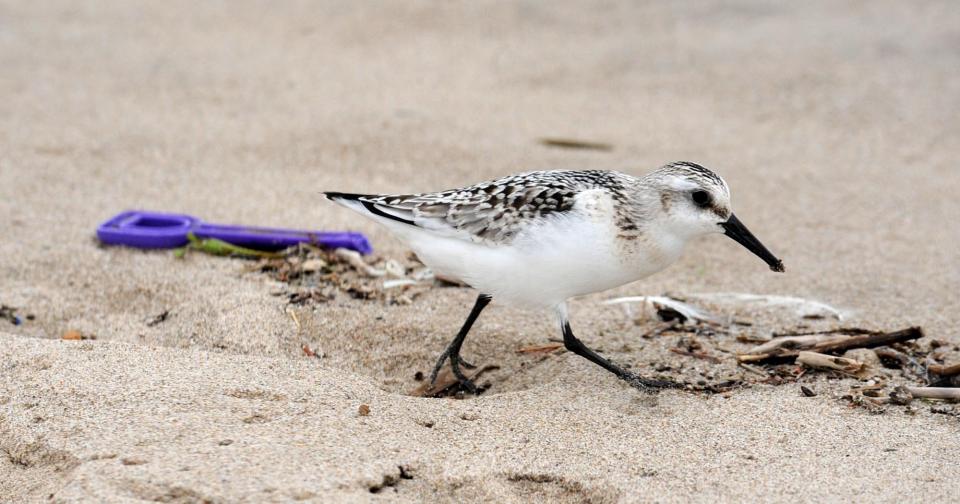 A sanderling, a small coastal bird, scurries along the beach line of Sunset Point on Presque Isle State Park in this 2011 file photo.