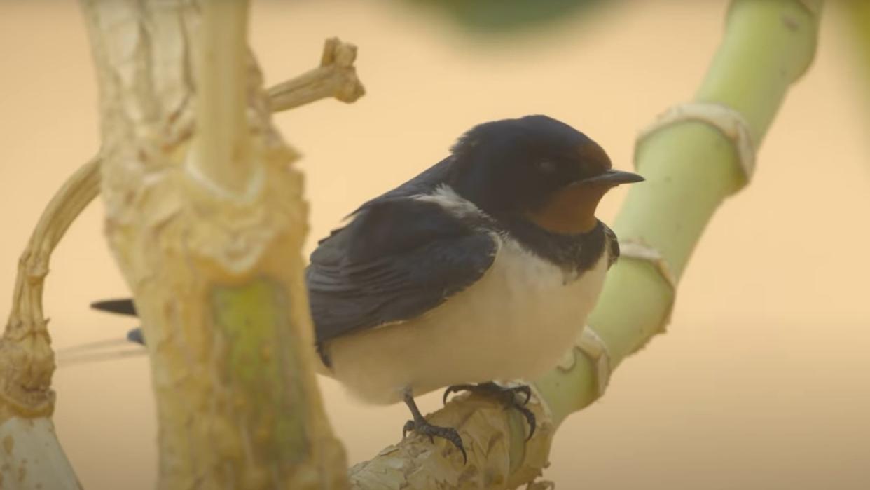  A barn swallow sitting on a tree branch in the Sahara desert during a sandstorm. 