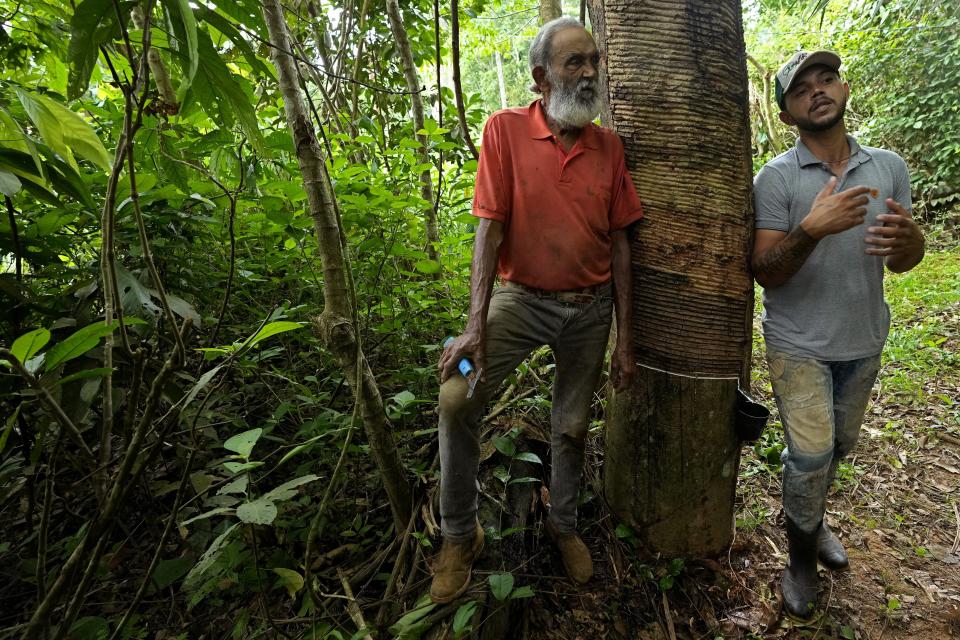 Rubber-tapper Raimundo Mendes de Barros and his son Rogerio Mendes talk standing next to a rubber-tree in the Chico Mendes Extractive Reserve, in Xapuri, Acre state, Brazil, Wednesday, Dec. 7, 2022. Classic rubber tapping is done by slicing grooves into the bark of rubber trees and collecting the latex that oozes out. But that artisanal rubber has fallen into decline over decades, a casualty of synthetic rubber made in chemical factories or rubber grown on plantations. (AP Photo/Eraldo Peres)
