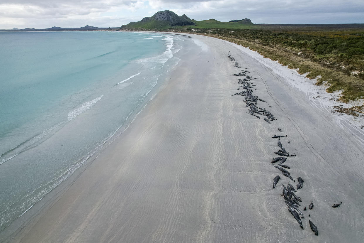 A string of dead pilot whales line the beach at Tupuangi Beach, Chatham Islands, in New Zealand's Chatham Archipelago, Saturday, Oct. 8, 2022. Some 477 pilot whales have died after stranding themselves on two remote New Zealand beaches over recent days, officials say. (Tamzin Henderson via AP)