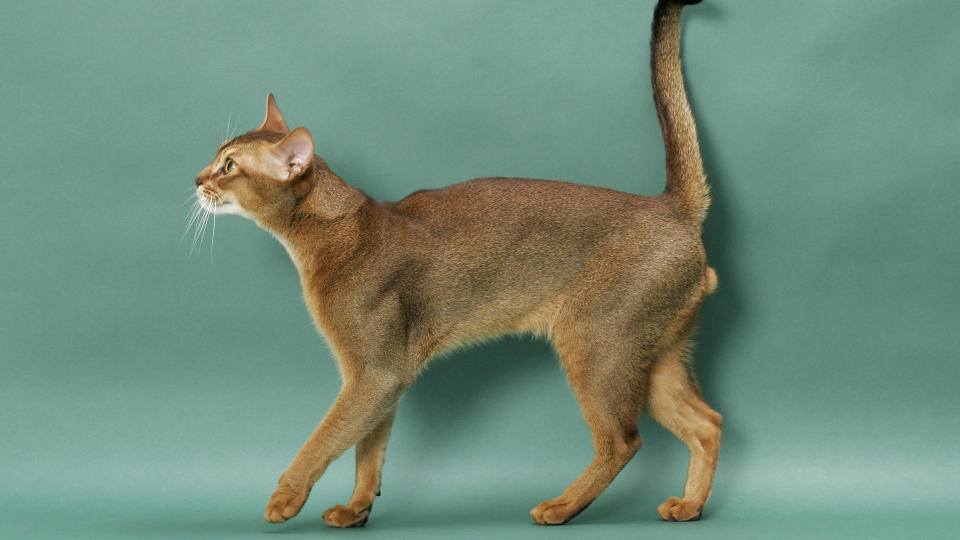 Abyssinian cat standing