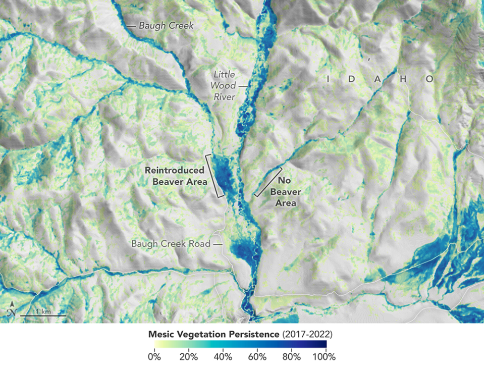 A diagram showing where beavers were relocated and where they were note as well as the differences between the areas.