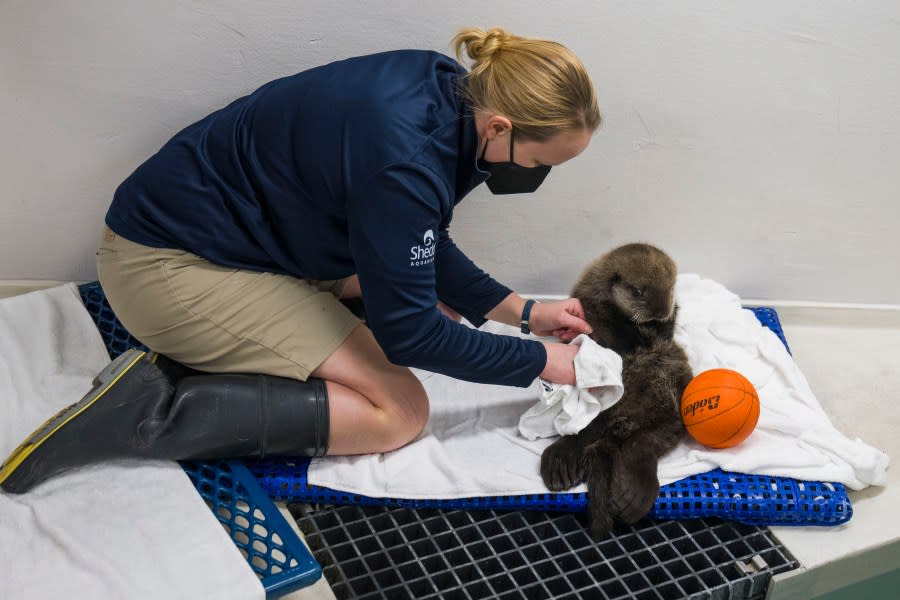 Tracy Deakins grooms an eight-week-old sea otter rescued from Seldovia, Alaska, in his enclosure at Shedd Aquarium Wednesday, Dec. 6, 2023, in Chicago. The otter was found alone and malnourished and was taken to the Alaska SeaLife Center in Seward, Alaska, which contacted Shedd, and the Chicago aquarium was able to take the otter in. He will remain quarantined for a few months while he learns to groom and eat solid foods before being introduced to Shedd’s five other sea otters. (AP Photo/Erin Hooley)