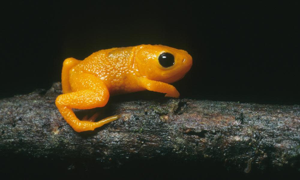 Pumpkin toadlet frog, Bahia State, Brazil