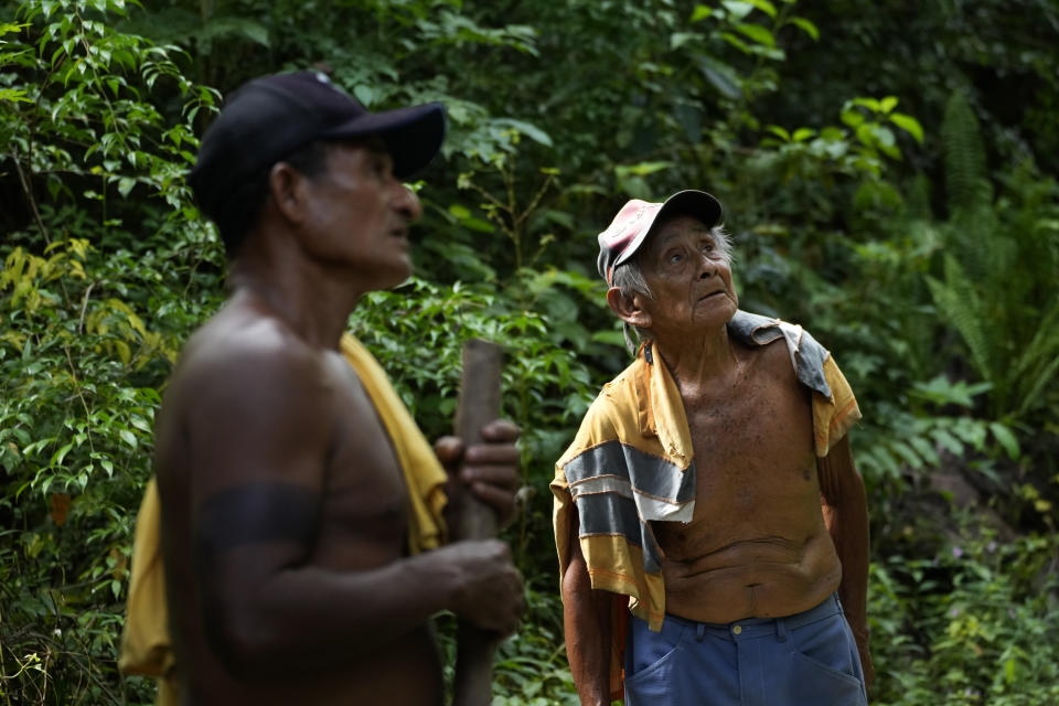 Indigenous Tembe Kapari Tembe, left, and the chief of the village, Lourival Tembe, confer as they work at an experimental manioc plantation, in the Tenetehar Wa Tembe village in the Alto Rio Guama Indigenous territory, in Paragominas municipality, in Para state, Brazil, Tuesday, May 30, 2023. (AP Photo/Eraldo Peres)