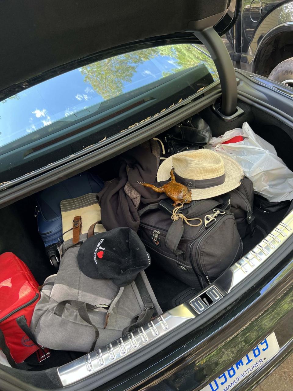 a trunk full of luggage including a stuffed toad